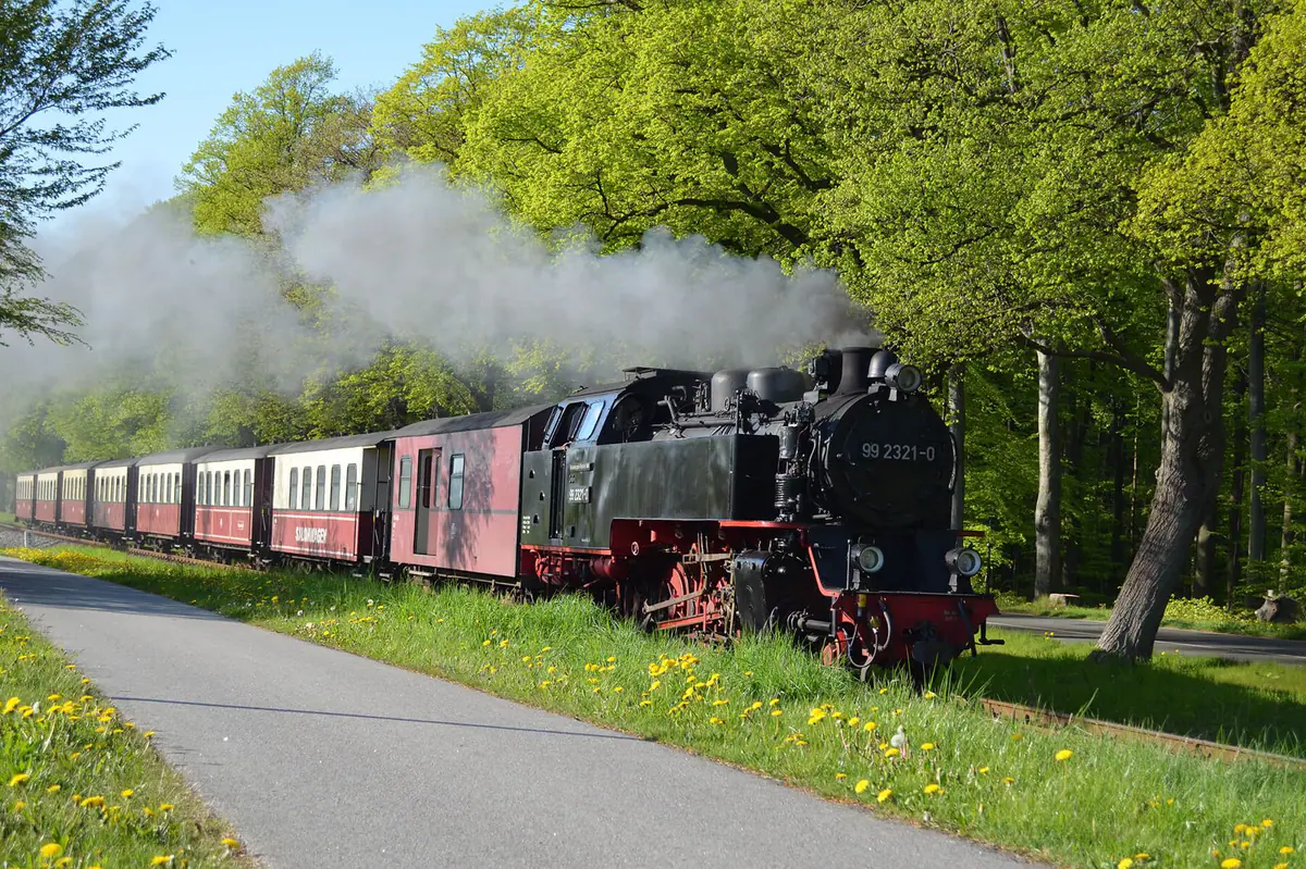 Dampflok der Molli in einer Allee im Frühling