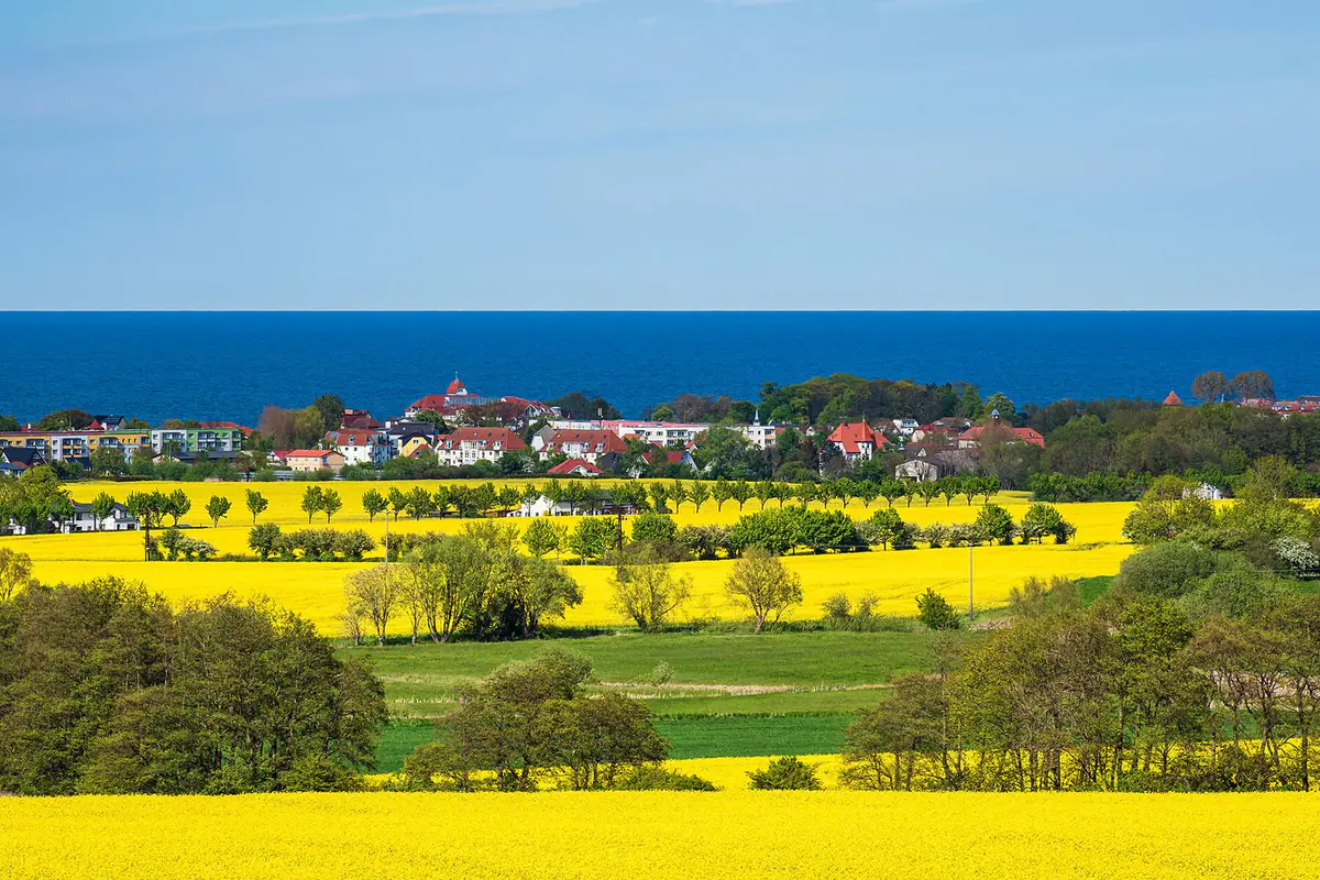 Blühendes Rapsfeld mit Blick auf die Ostsee