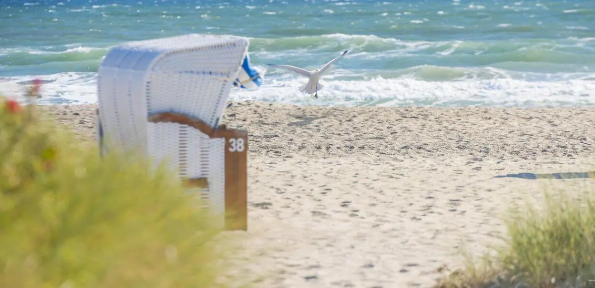 Strandkorb mit Möwe an der Ostsee